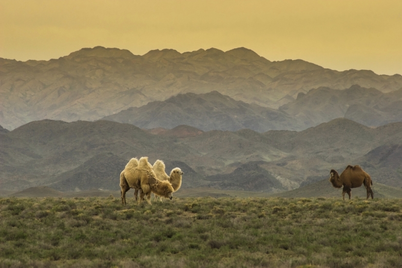 Верблюды в казахстанской степи