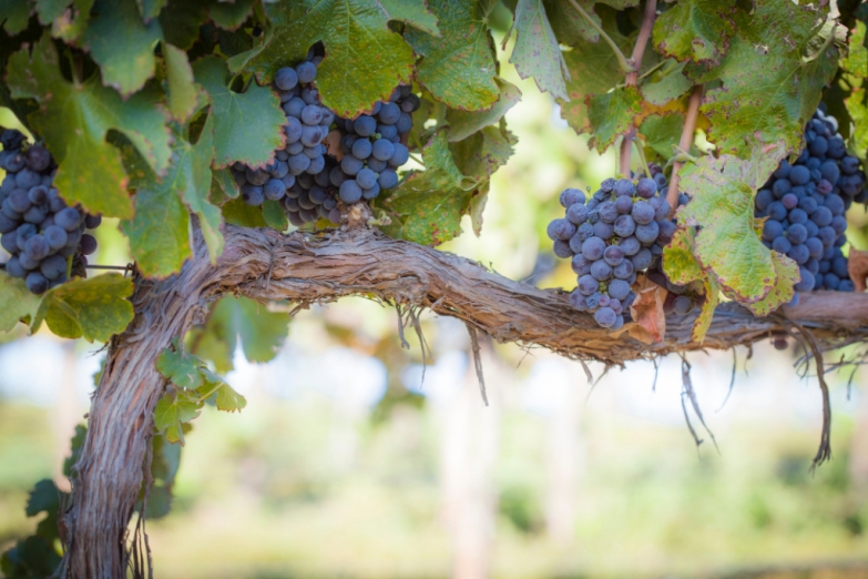 Созревшие гроздья в винограднике