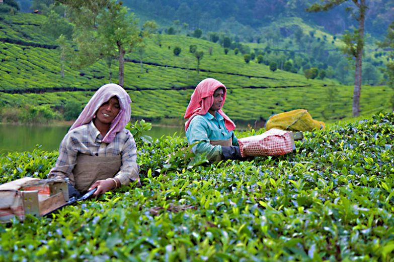 Чайная плантация в Муннаре
