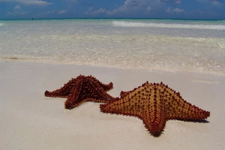 Морские звезды на острове Кайо-Гильермо