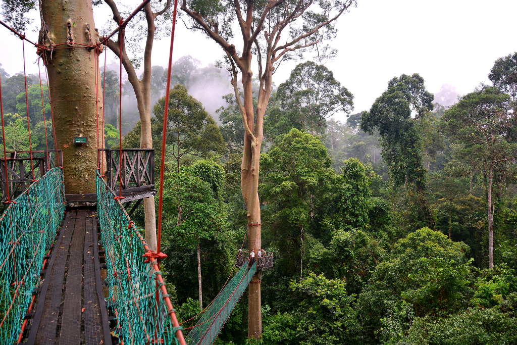 Жизнь на острове в джунглях. Подвесные мосты канопи, Борнео. Остров Борнео джунгли. Джунгли острова Калимантан. Борнео Малайзия.