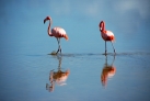 Фламинго на острове Кайо-Кайо