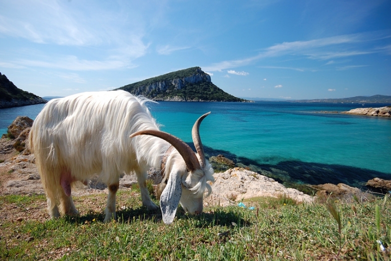 Каких только животных не увидишь в Сардинии