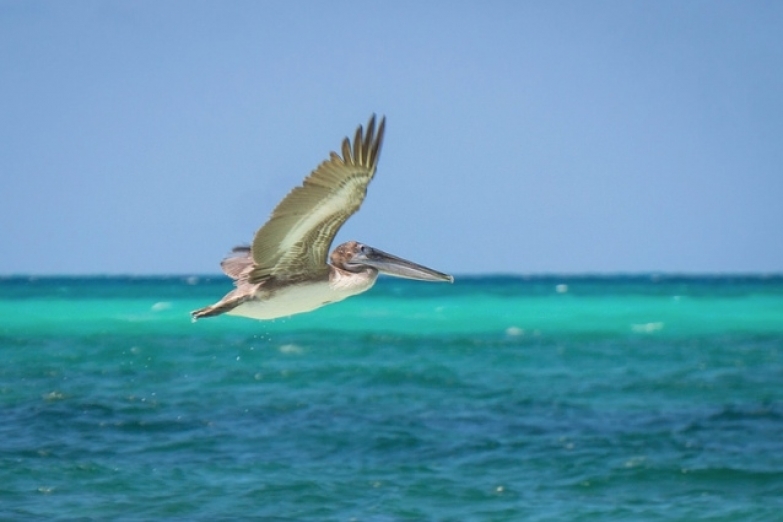 Пеликан на острове Кайо-Гильермо