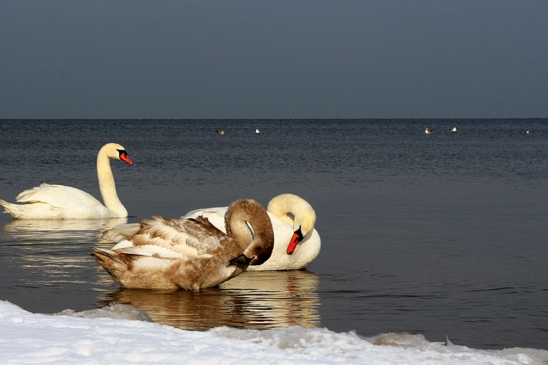 Лебеди на зимнем пляже в Дубулты