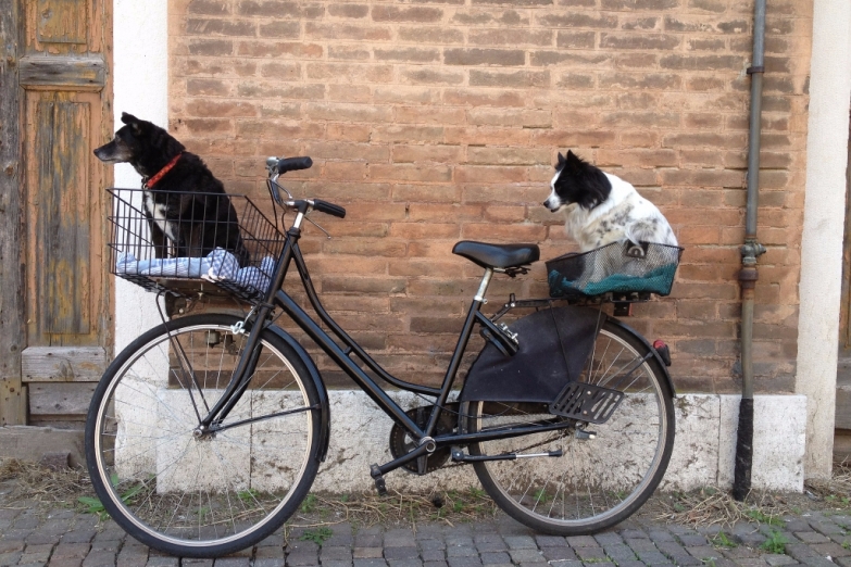 Собака и велосипед – лучшие друзья человека