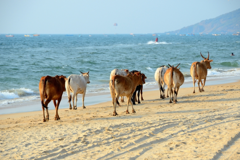 Коровы на гоанском плаже