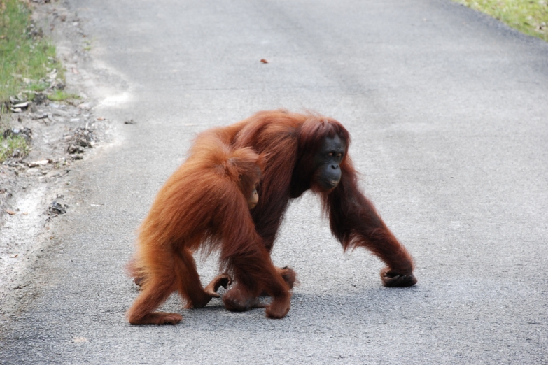 Семья орангутангов переходит трассу