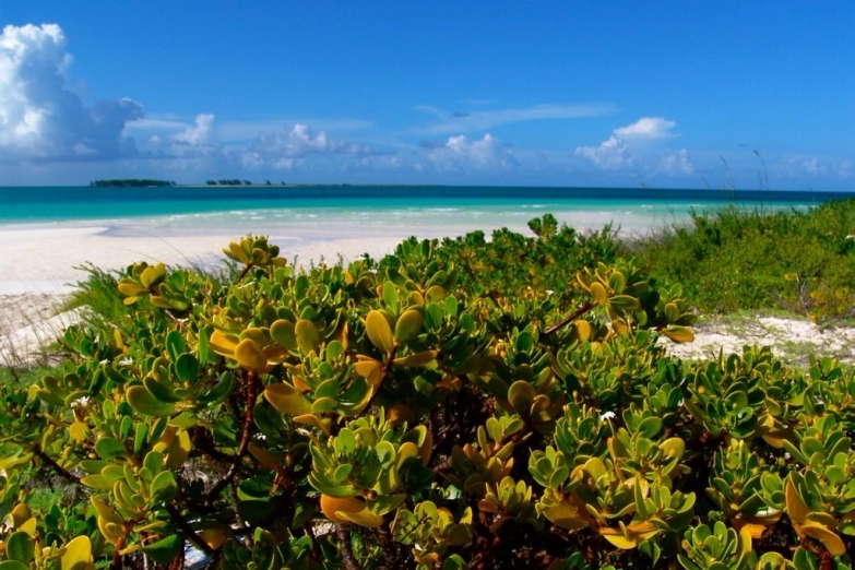 Вид на пляж и растения  Кайо-Гильермо