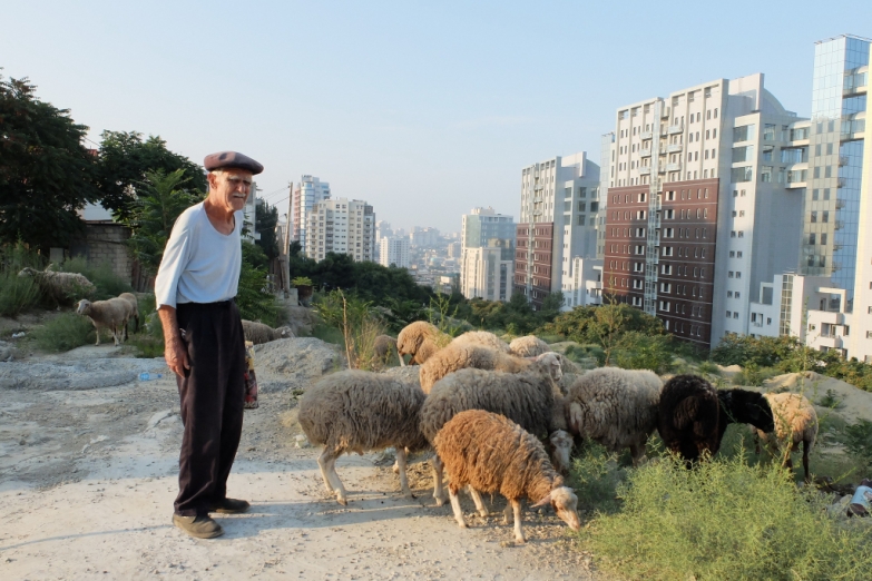 Пастух в пригороде Баку