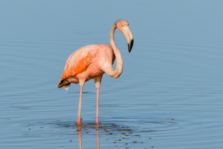 Фламинго на острове Кайо-Гильермо