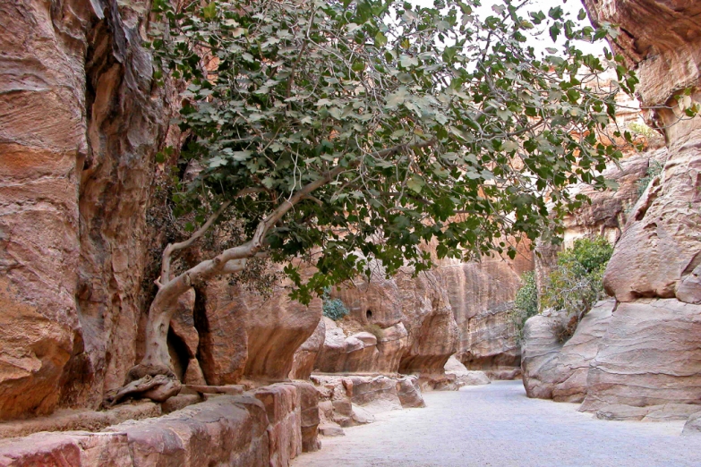 Дерево в каньоне Сиг, Петра