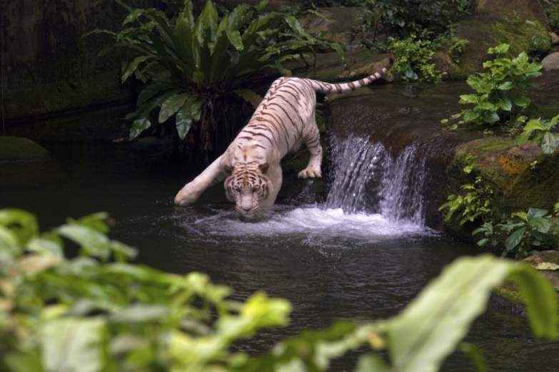 Белый тигр в зоопарке Сингапура