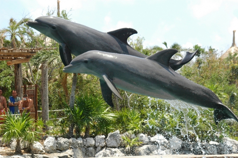 Дельфинарий в парке Xcaret