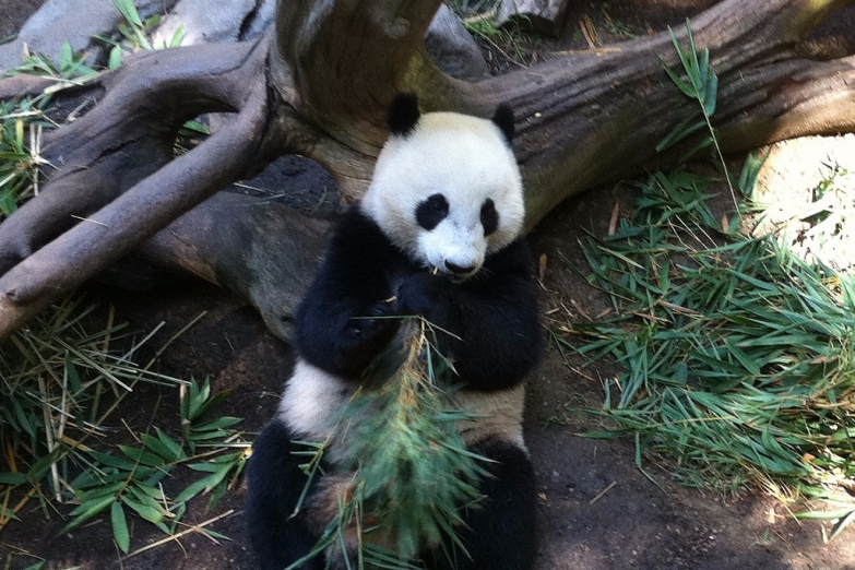 Гигантская панда в Зоопарке Сан-Диего