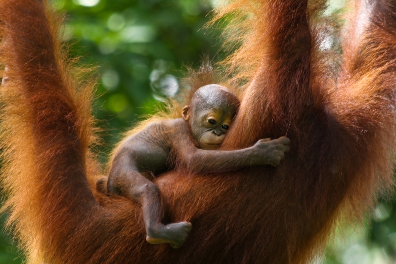Борнео - природный ореал обитания орангутангов
