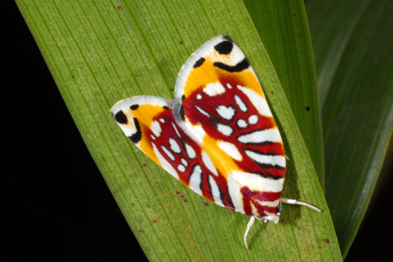 Яркая тропическая бабочка