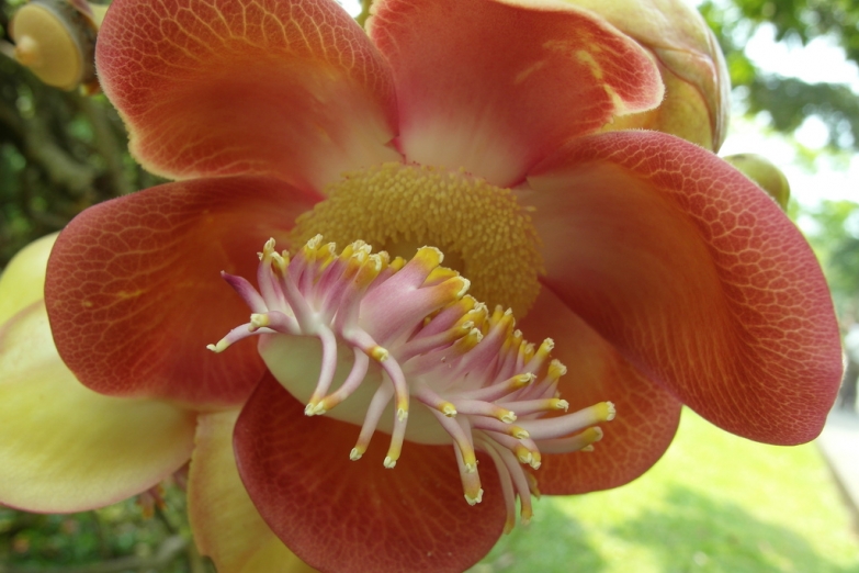 Цветущая орхидея в Ботанических садах Пенанга