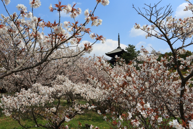 Цветущая сакура в Киото