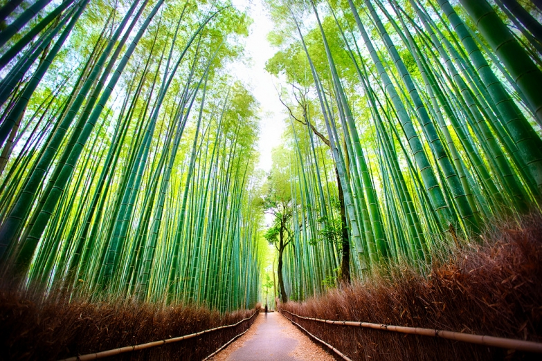 Бамбуковый лес Сагано 