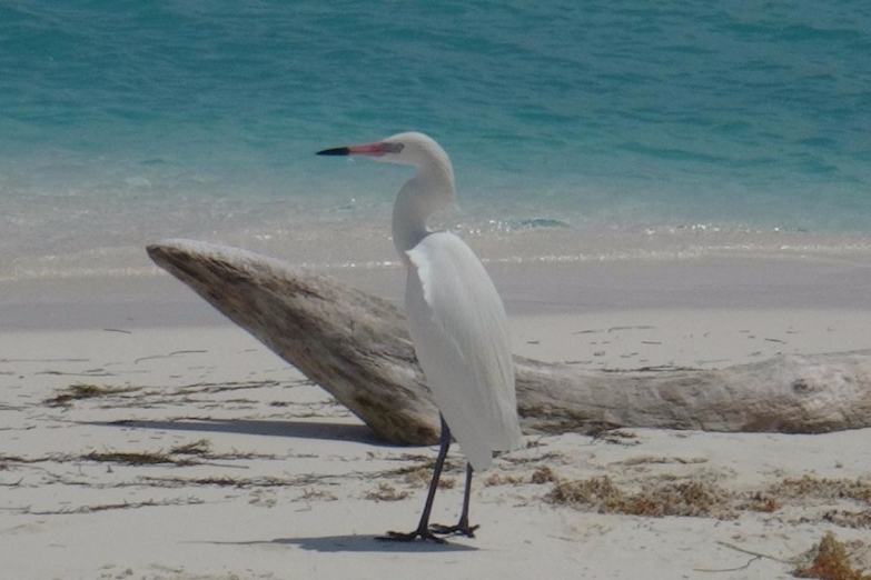 Представитель фауны на пляже Параисо