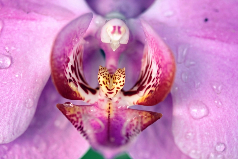 Тропическая орхидея