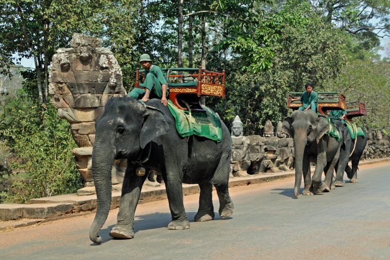 Прогулка по Ангкору на слонах