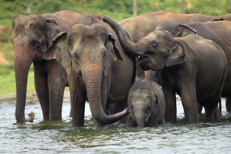 Приют для слонов