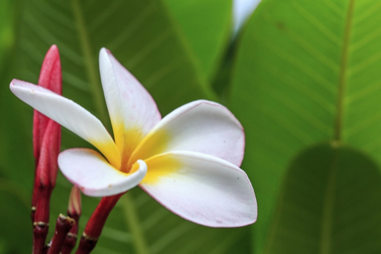 Тропический цветок в Саду орхидей