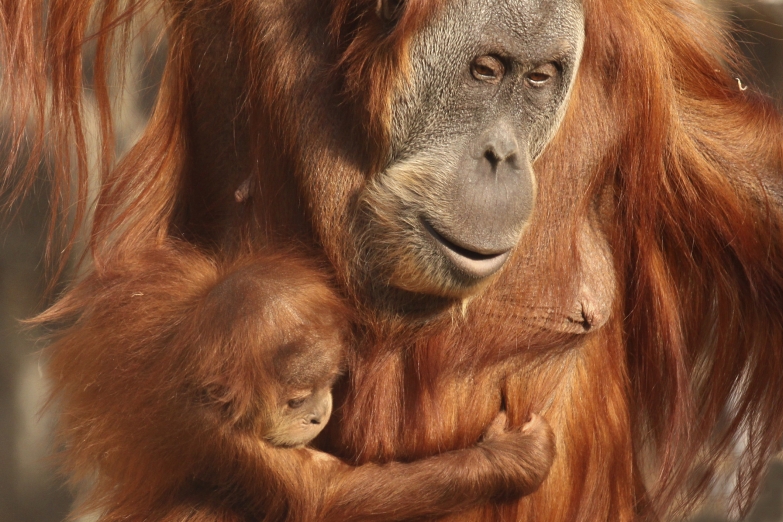 Самка орангутана с детенышем