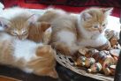 Котята в сувенирной лавке