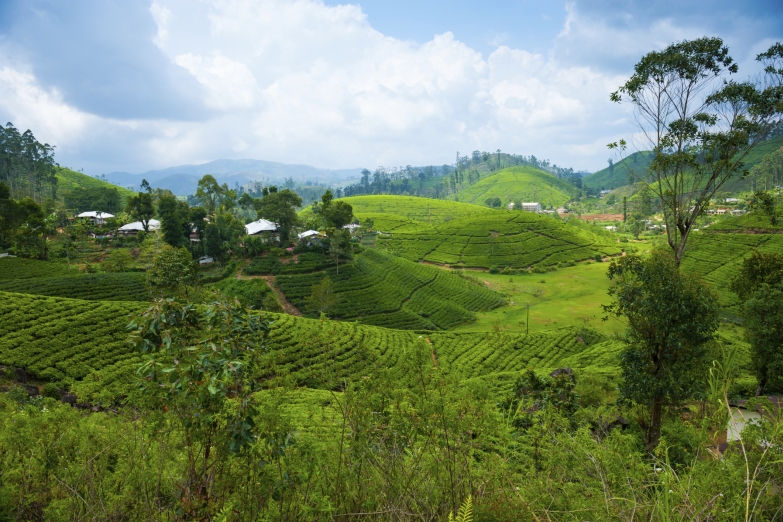 Высокогорная чайная плантация