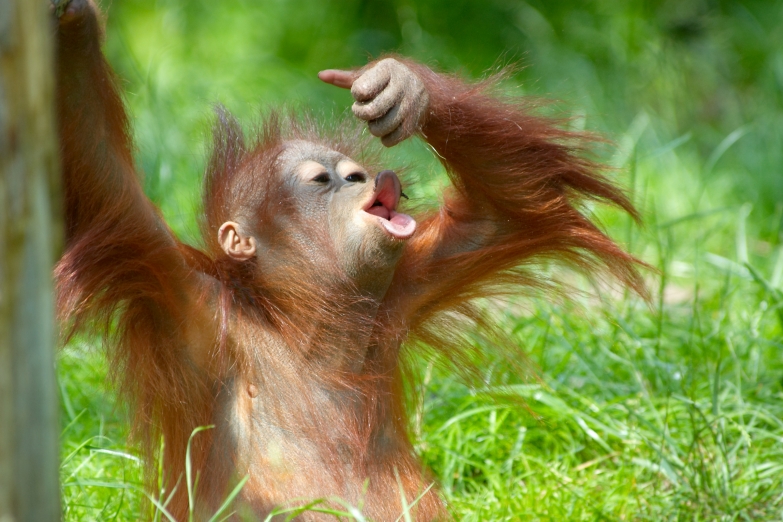 Молодой орангутан в джунглях Суматры