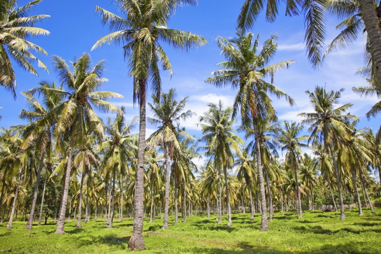 Пальмовые плантации