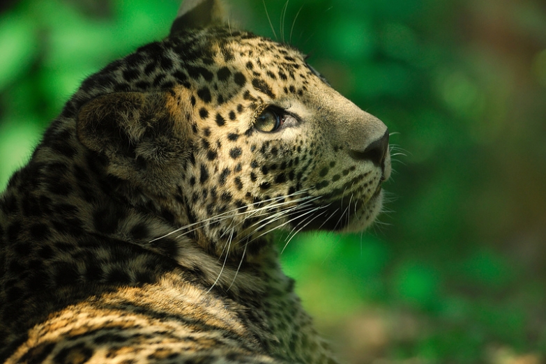 Леопард в Национальном парке Яла