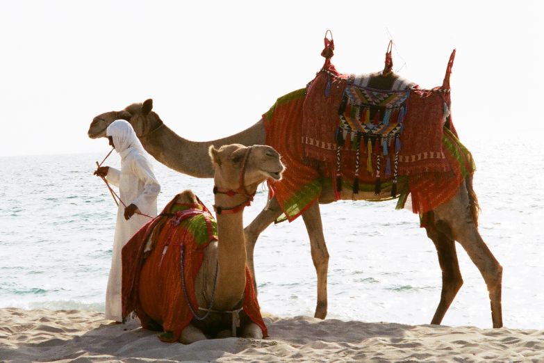 Верблюд на пляже