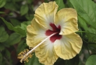 Тропический цветок