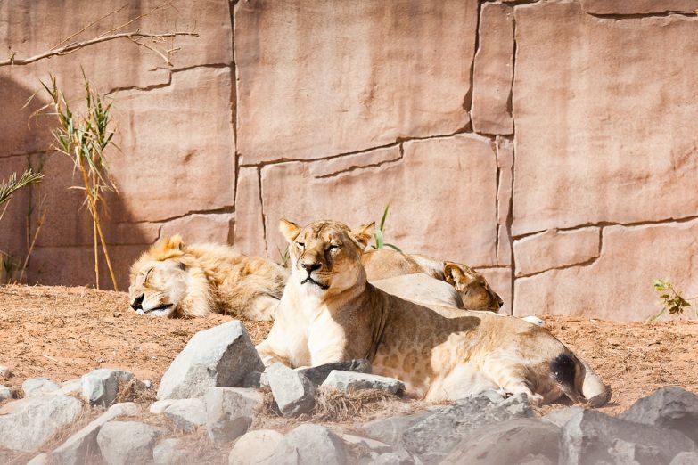 Львы в зоопарке Аль-Айна