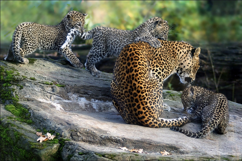 Леопард с детенышами в заповеднике Яла