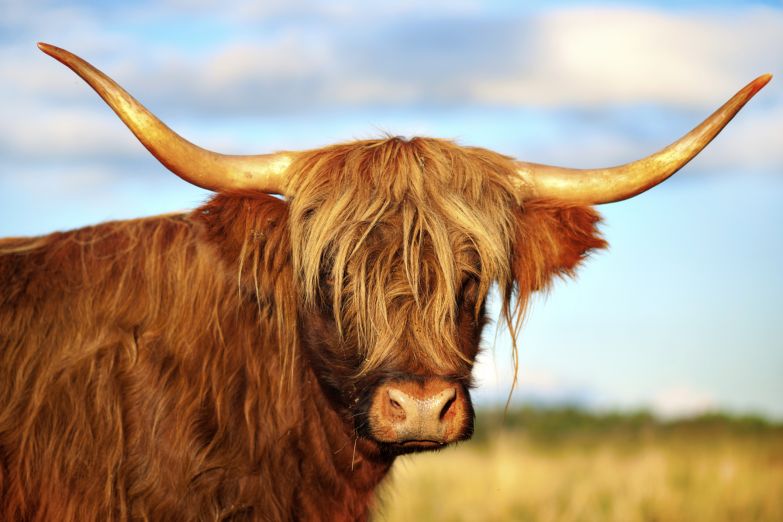 Горные коровы - краса и гордость шотландцев