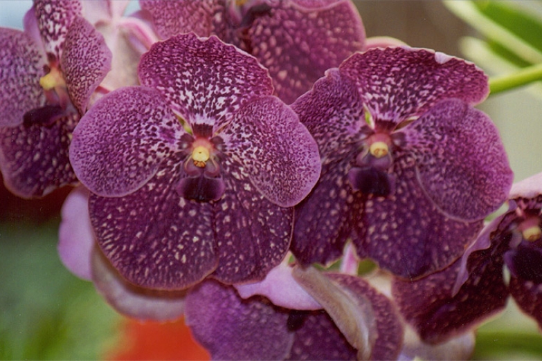 Цветущая орхидея в ботаническом саду в Перадении
