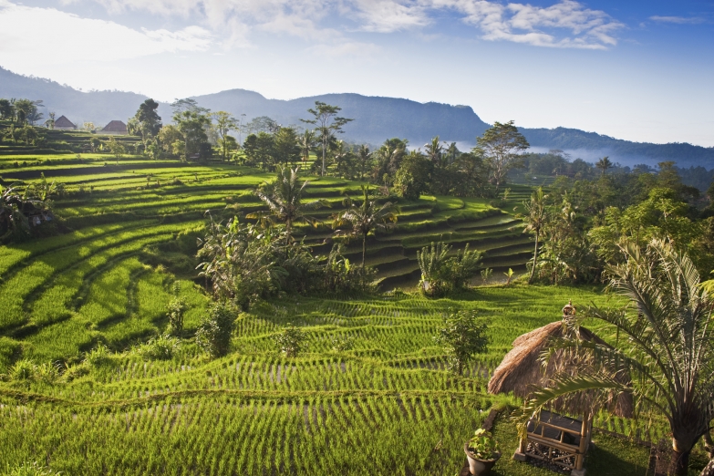 Рисовые террасы Бали