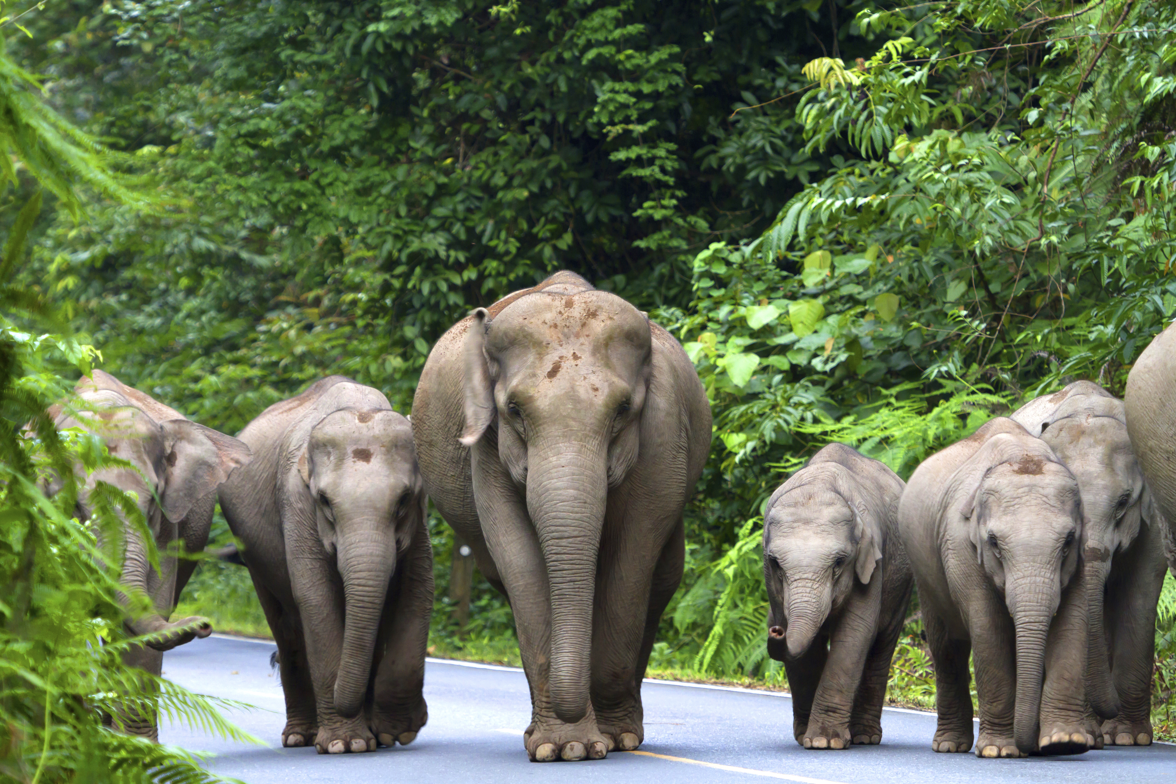 Таиланд и слон