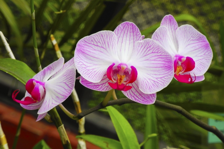 Цветущая орхидея в ботаническом саду в Перадении