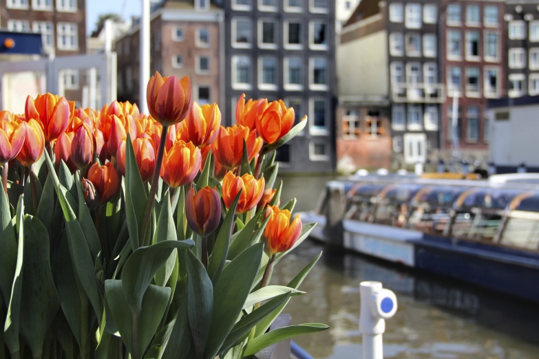 Тюльпаны в Амстердаме