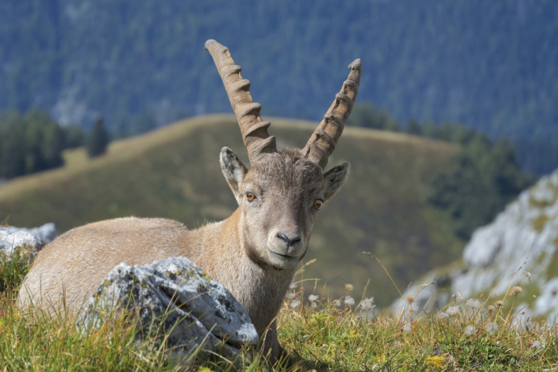 Горный козел в Альпах