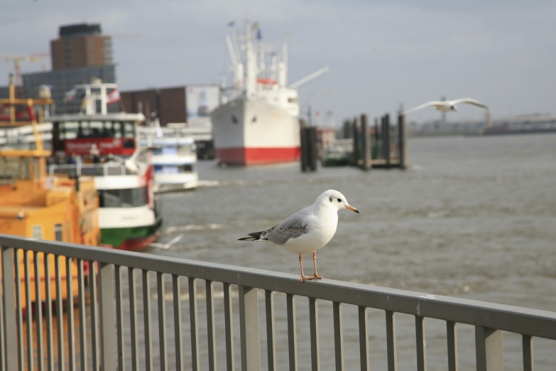 Чайка в порту Гамбурга