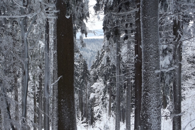 Зимнеий лес у Фельдберга