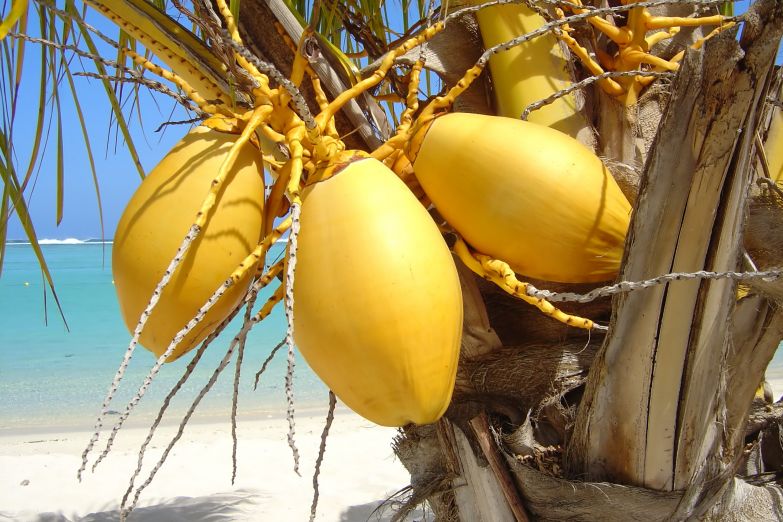 Экзотические фрукты прямо на пляже
