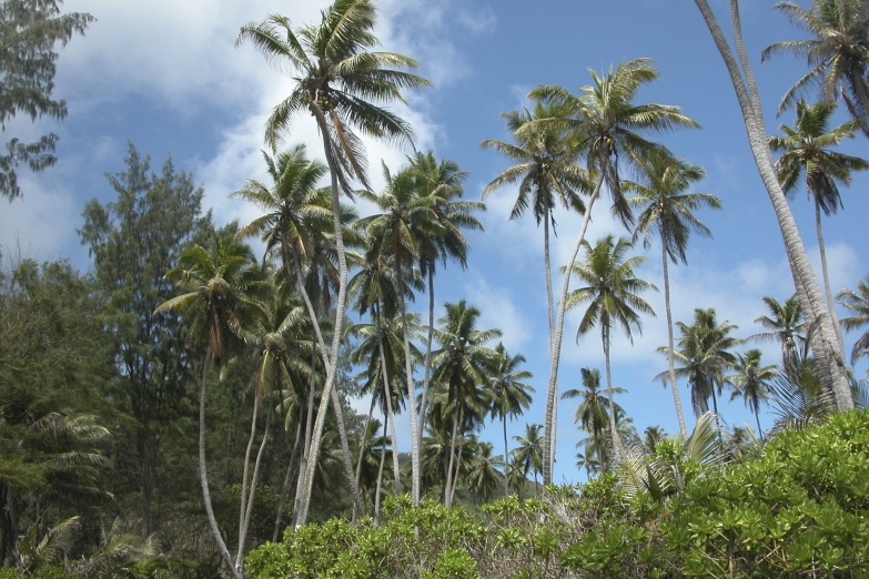 Пальмовые рощи